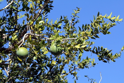 Green Monkey Orange