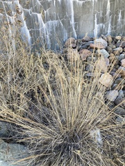 Muhlenbergia rigida