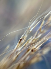 Muhlenbergia rigida