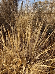Muhlenbergia rigida