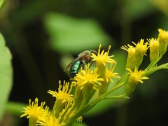 Augochloropsis tupacamaru