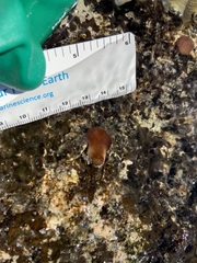 Leptolyngbya crosbyana