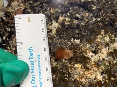 Leptolyngbya crosbyana