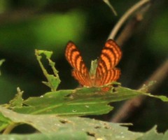 Zemeros emesoides