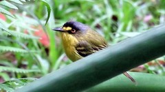 Todirostrum poliocephalum