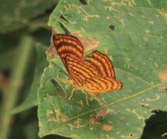 Zemeros emesoides