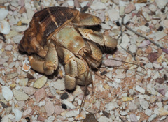 Coenobita variabilis