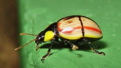 Deuterocampta stauroptera