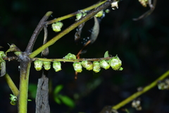 Carpesium abrotanoides