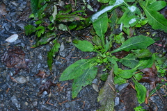 Carpesium abrotanoides