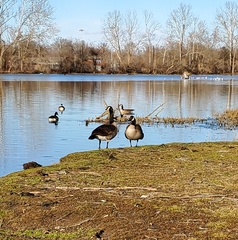 Branta canadensis