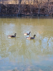 Branta canadensis