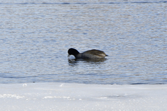 Fulica americana