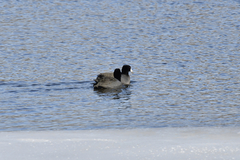 Fulica americana