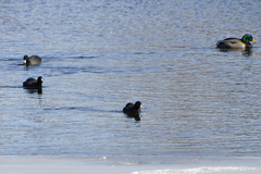 Fulica americana