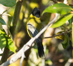 Pachycephala melanura