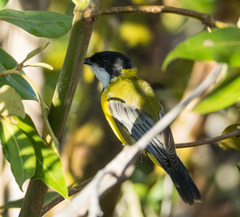 Pachycephala melanura