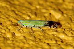 Pseudomacrocorupha wagneri