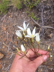 Gentianella stellata