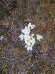 Gentianella stellata