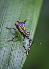 Aporhina pulchra