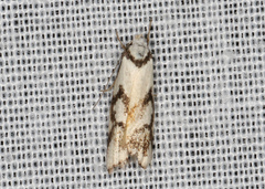 Cosmaresta anarrecta