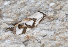 Cosmaresta anarrecta