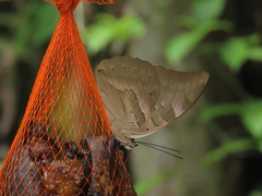 Archaeoprepona demophon