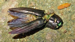 Pelecopselaphus
