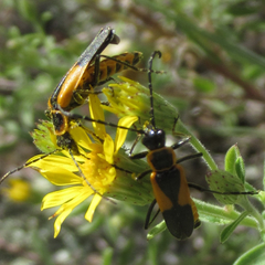 Chauliognathus deceptus