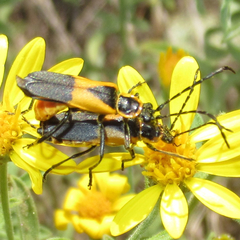 Chauliognathus deceptus