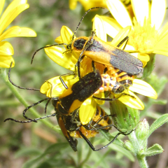 Chauliognathus deceptus