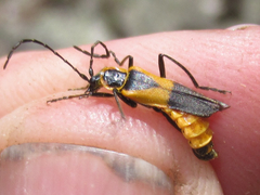 Chauliognathus deceptus