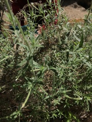 Epilobium hirtigerum