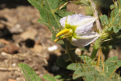 Solanum juvenale