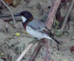 Pachycephala lanioides