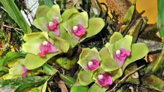 Bifrenaria