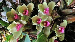 Bifrenaria