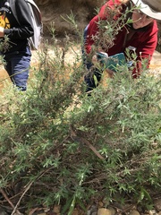 Epilobium hirtigerum