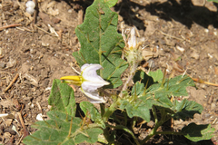 Solanum juvenale