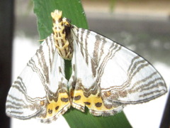 Callabraxas compositata