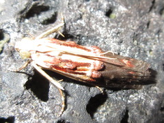 Nephopterix bicolorella