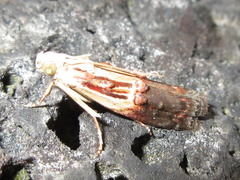 Nephopterix bicolorella