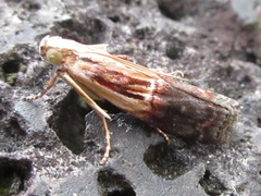 Nephopterix bicolorella