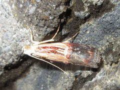 Nephopterix bicolorella
