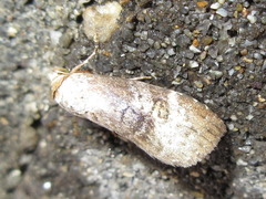 Bryophilina mollicula