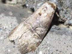 Bryophilina mollicula