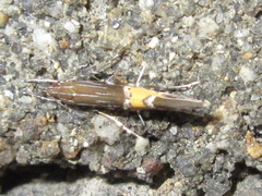 Cosmopterix laetificoides