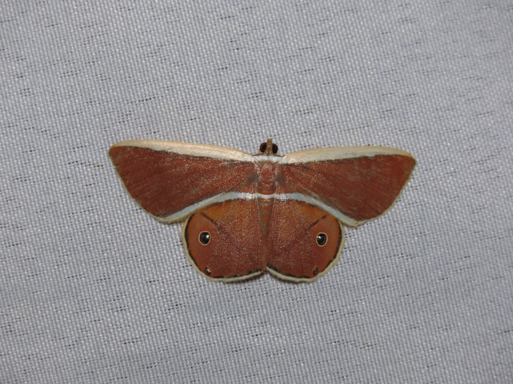 Opisthoxia eustyocharia