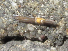 Cosmopterix laetificoides